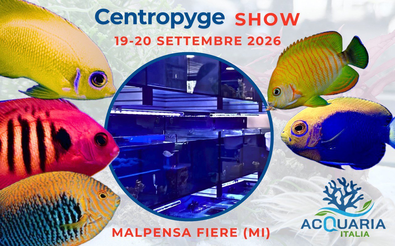 Centropyge show Acquariaitalia