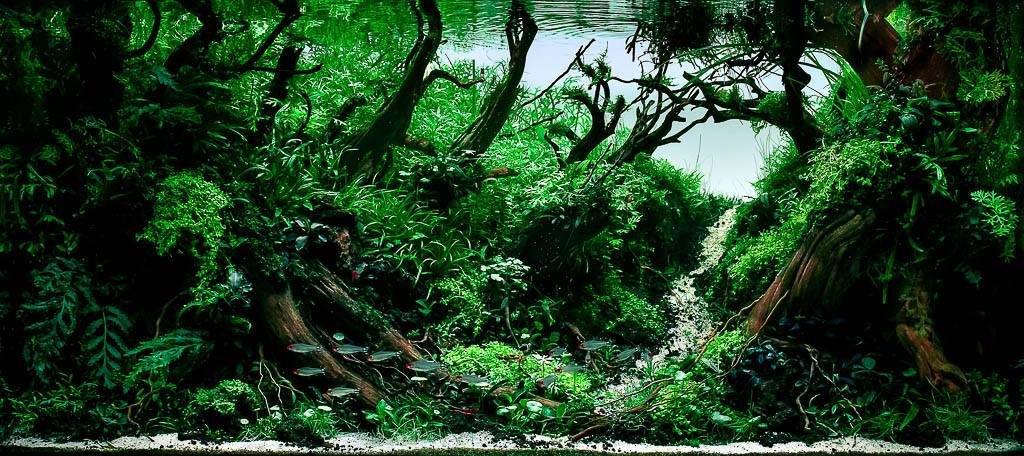 AQUASCAPING